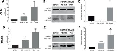 Searching for Drug Synergy Against Cancer Through Polyamine Metabolism Impairment: Insight Into the Metabolic Effect of Indomethacin on Lung Cancer Cells